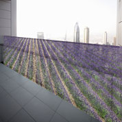 Poster Lavanda